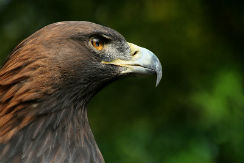 Águila real en riesgo de desaparecer | México haz algo